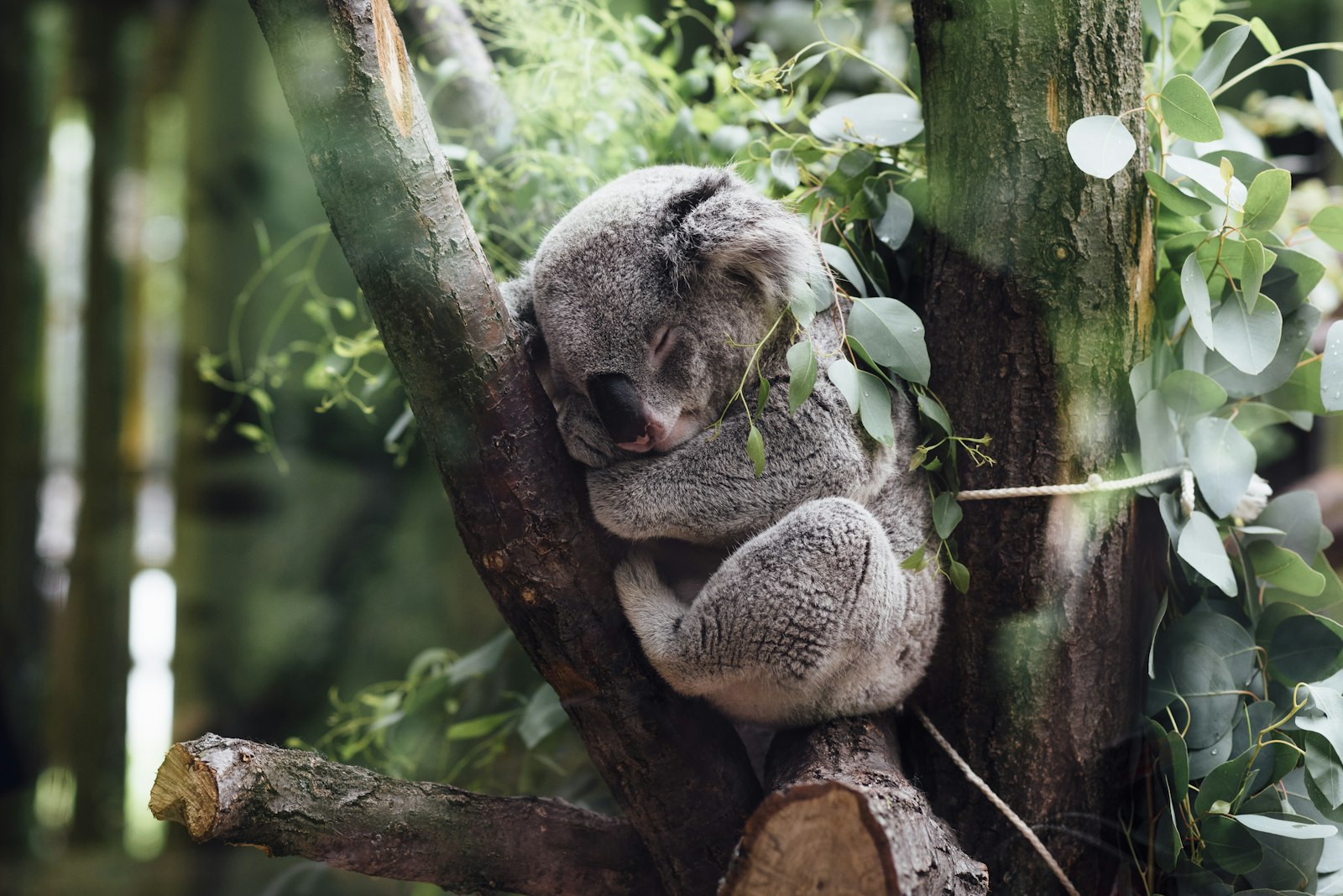 ユーカリの葉の中で眠る、野生のコアラ