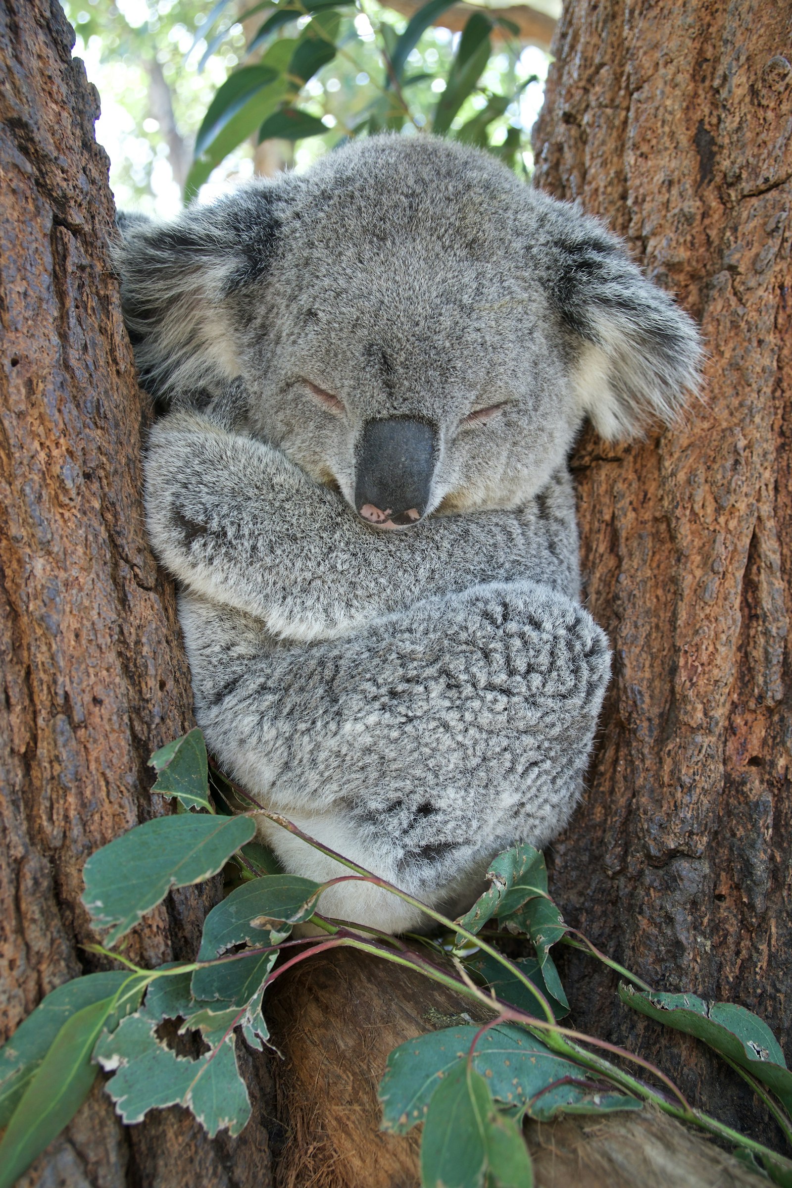 木の枝で丸くなって眠る、野生のコアラ